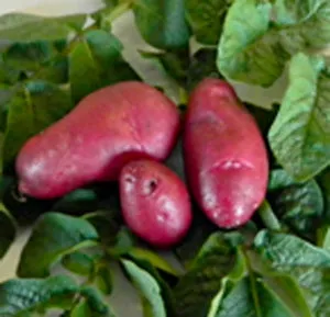 Amarosa Fingerling Potato