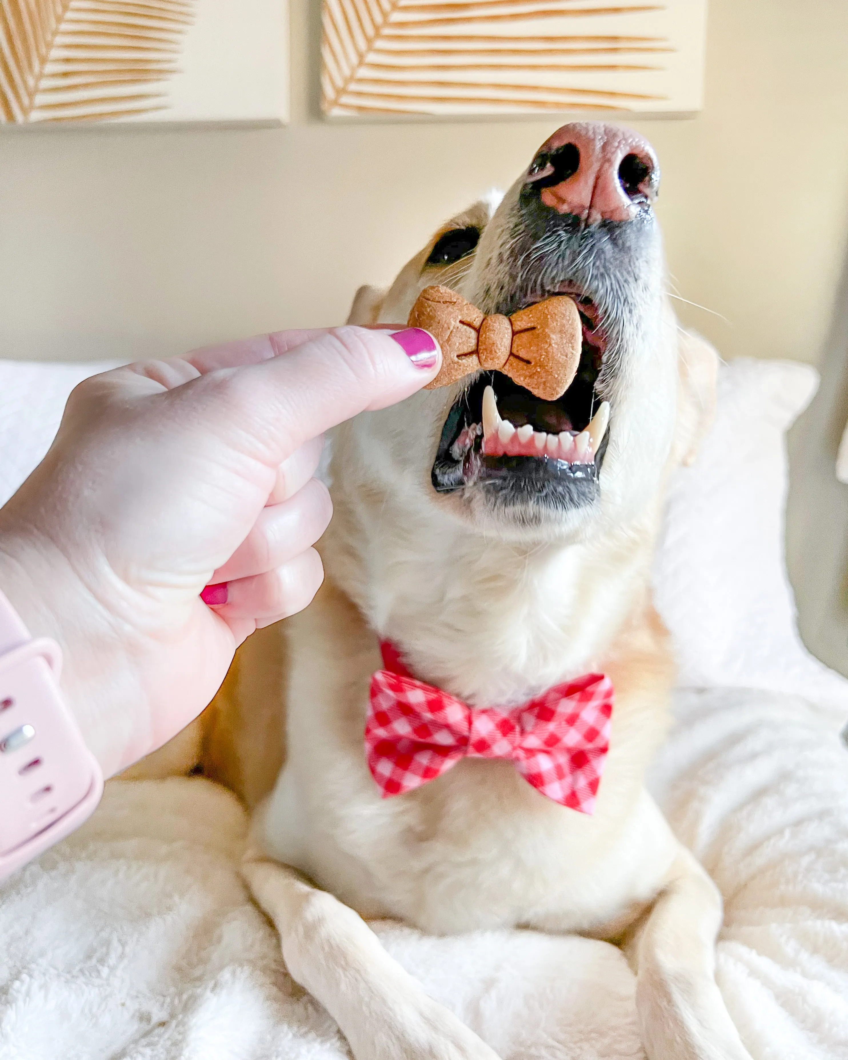 Bow Tie Shape Dog Biscuit Cookie Cutter