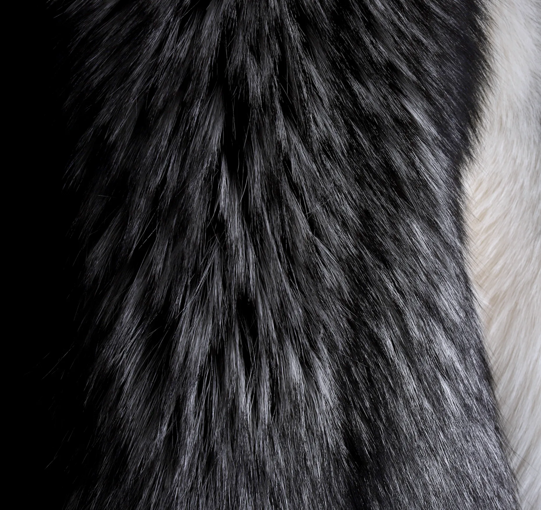 SILVER FOX